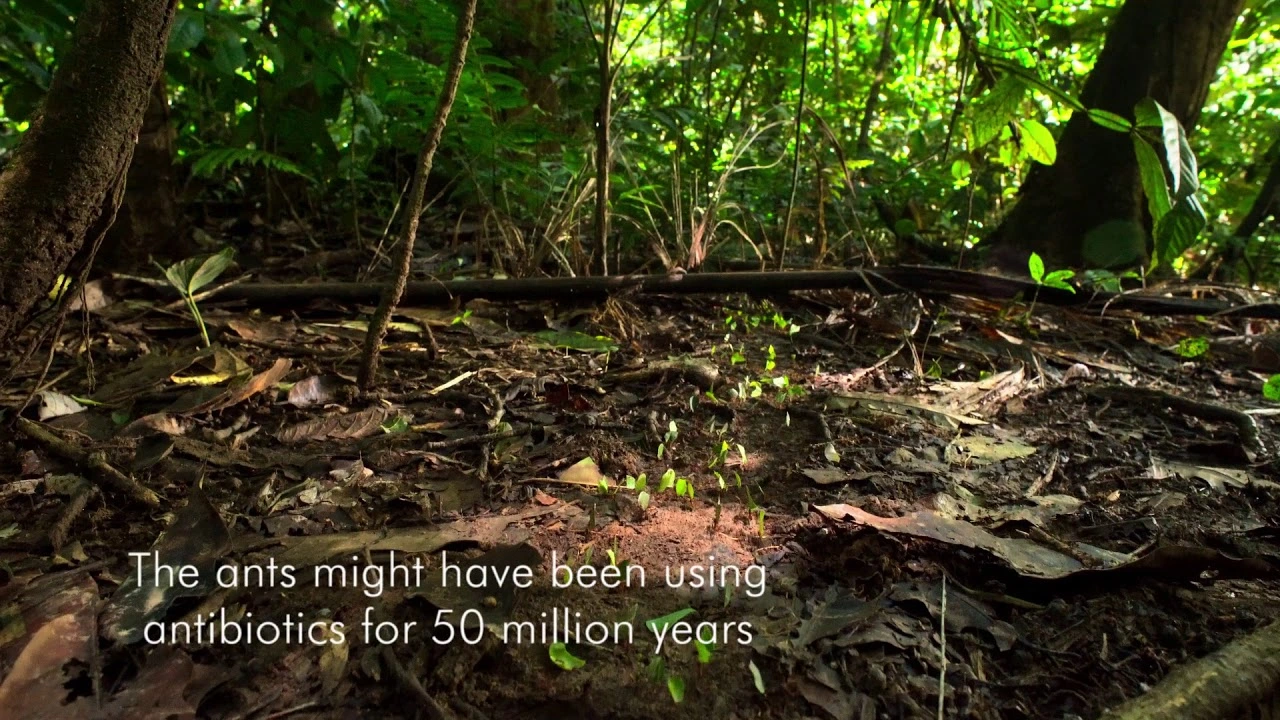 How to cure diseases by saving jungles